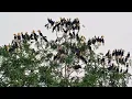 Download Lagu Ratusan Burung Langka di Hutan Leuser Sumatera