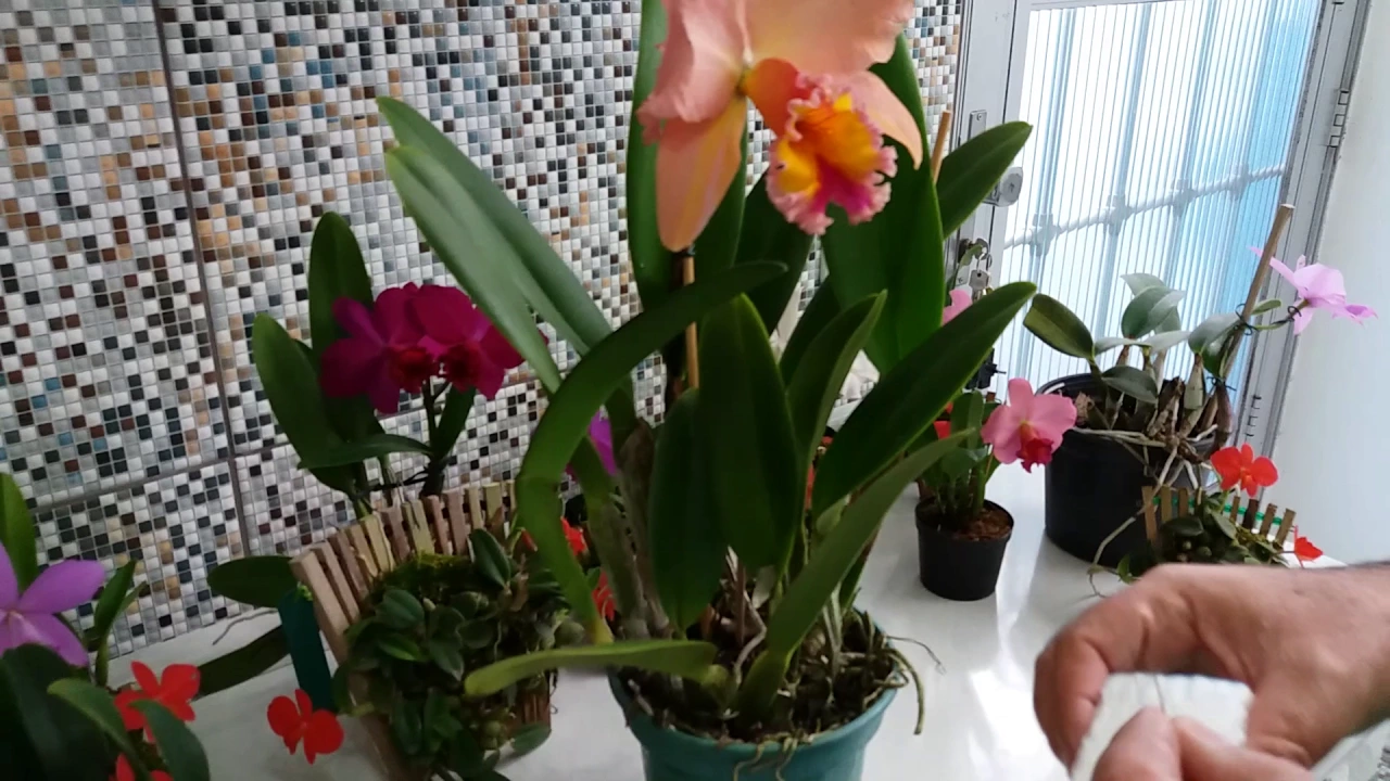 POLINIZAÇÃO DE ORQUÍDEA (CATTLEYA HÍBRIDA)