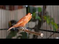 Lagu Raro canto canário. muito bom para o seu mestre canário  HD  - Rare Canário
