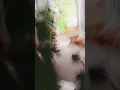 cute dog