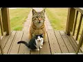 Download Lagu Mon chat ramène un lynx roux à la maison… Ce qui s’est passé ensuite a choqué tout le monde !