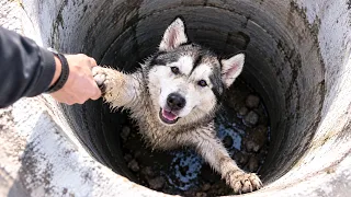СОБАКА ЛЕКСИ УПАЛА В КОЛОДЕЦ!