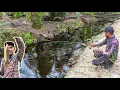 Lagu Rezeki Nomplok !!! Begini Cara Panen Ikan Belang2 🤣
