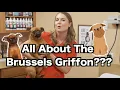 All about the Brussels Griffon What you need to know