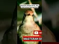 Download Lagu Masteran sikatan londo, Guru vokal semua burung kicau.