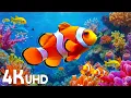 Lagu Aquarium 4K VIDEO ULTRA HD 🐠 Beautiful Coral Reef Fish - Relaxing Sleep Meditation Music