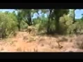 Download Lagu Como fugir da onça😂