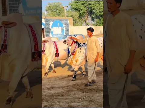 MashaAllah ❤ White Cows ❤ #cow #qurbani #petlover #mandi #animals #cowlover