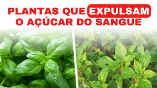 3 PLANTAS QUE DISSOLVEM O AÇÚCAR NO SANGUE