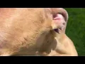 I just want some help and love - Stray Rescue of St Louis