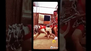 نمبر وان وهاتلي مسن 