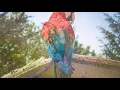 Peaceful music, Relaxing music, Instrumental music "Birds of Spring" by Tim Janis