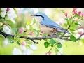 Download Lagu Peaceful music, Relaxing music, Instrumental music \