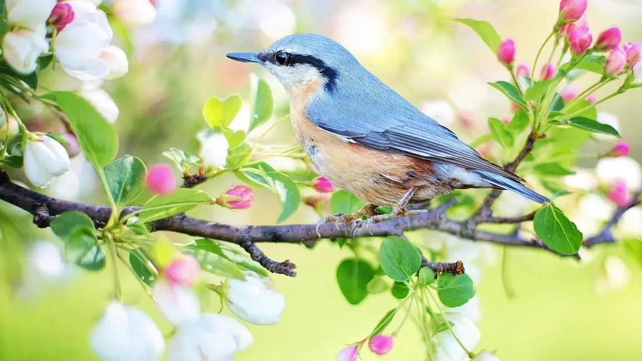 Peaceful music, Relaxing music, Instrumental music "Birds of Spring" by Tim Janis
