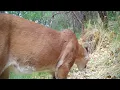 Man vs Mountain Lion size comparison