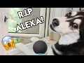 My Husky THROWS Alexa Out The Window