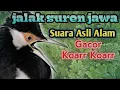 Download Lagu Suara Jalak Suren Ngalas Asli Alam//The Sound of Starling Suren Ngalas Original Nature