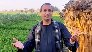 ترنيمة راح اوصل للمجد العالي المرنم الصعيدي امير دميان جديد ترانيم باللهجة الصعيدية دندنها