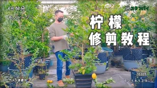 檸檬不結果咋辦 剪枝很關鍵 剪錯了不開花 剪對了一年四季掛果 