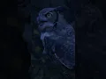 Download Lagu Great Horned Owl and Wolf Sounds (Night Wilderness Calls)