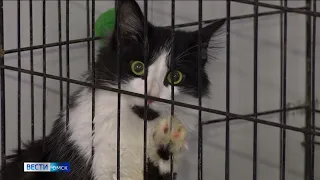 «Вести Омск», утренний эфир от 27 июля 2022 года