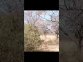 Download Lagu Gir National Park - Gujarat । #indian #travel #gujarat #girnationalpark #junagadh