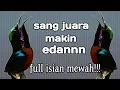 Download Lagu KOLIBRI NINJA GACOR FULL ISIAN MEWAH FULL MATERI PERIH,KONIN MAKIN EDANN GACORNYA,AUDIO JERNIH