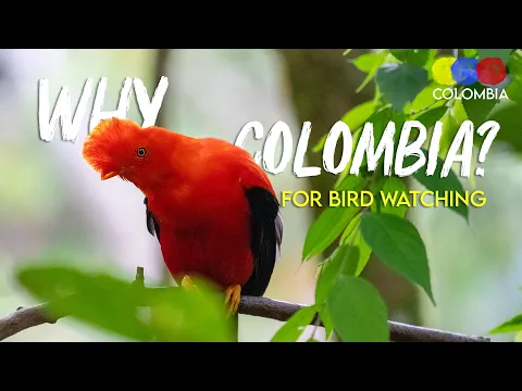 Why to do Birdwatching in Colombia? – Bird Watching Colombia