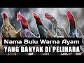 Download Lagu Nama Bulu, Warna Ayam Yang Banyak Di Pelihara