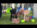 Pet Supermarket Dogs Inc Puppies at Play