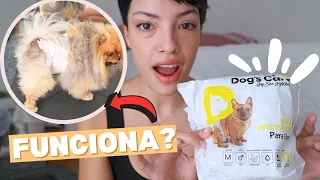 Testei FRALDA (Dog's Care) pra CACHORRO no meu Lulu da Pomerania