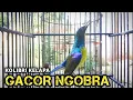Download Lagu kolibri kelapa | manggar | gacor ngobra masteran burung bahan agar cepat gacor ngobra