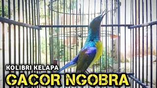 Download kolibri kelapa | manggar | gacor ngobra masteran burung bahan agar cepat gacor ngobra MP3