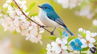 أجمل أغاني فيروز الصباحية           فيروزيات صباح  قهوتي الصباح  صباح الخير  فيروز دندنها