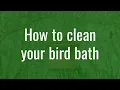 Easy Bird Bath Cleaning Trick You Need to Try
