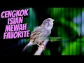 Download Lagu MATERI MEWAH FAVORITE - MASTERAN KENARI ISIAN BLACKTHROAT GACOR SUARA JERNIH CENGKOK SULTAN