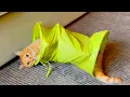 Typical Orange Cat Behavior Funny Cat Fail Compilation