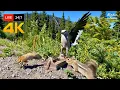 Lagu 🔴 24/7 LIVE: Cat TV 😺  Chipmunks, Squirrels and Birds in the Mountains 🐿️ Cat Games