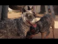 Arizona Cattle Dog Blue Heeler Rescue - Heeling Heelers Hearts