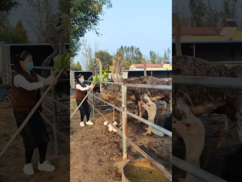 #funny #鸵鸟蛋 #animals