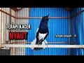 Download Lagu kacer gacor NGEPLONG tarung ini paling ampuh buat PANCINGAN KACER agar EMOSI