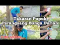 Lagu Takaran Pupuk Perangsang Bunga Durian