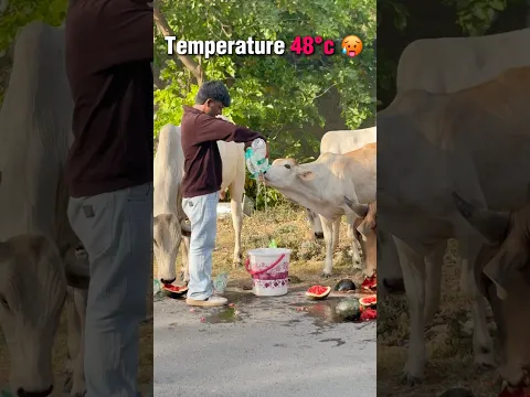 temprature 48°c | in bejubano ke baare me bhi socho |#helping #cow #shorts