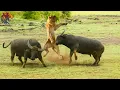 Download Lagu Búfalo enfrenta a uma alcateia de leões famintos #animaisselvagens | Animais selvagens