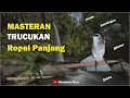 Download Lagu Masteran Trucukan Ropel Panjang Suara Jernih Ampuh