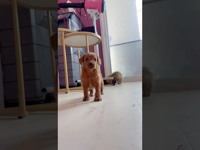 動画