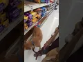 Black mouth Cur Rabies shot waiting in line Tractor Supply