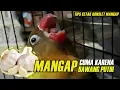 Lagu TIPS LOVEBIRD : MANGAP!! Cuma Karena BAWANG PUTIH
