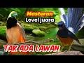 Download Lagu Masteran murai batu terbaik kelas dunia langsung gass, buat lawan cemas