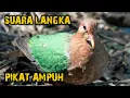 Download Lagu SUARA PIKAT BURUNG PUNAI TANAH/DELIMUKAN AMPUH DAN JERNIH